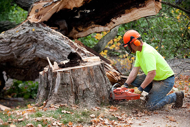 Professional Tree Removal in Cambridge Springs, PA